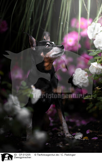 Zwergpinscher / CF-01205