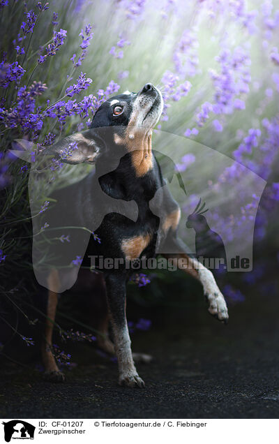 Zwergpinscher / CF-01207