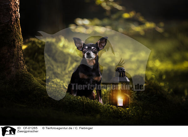 Zwergpinscher / Miniature Pinscher / CF-01265