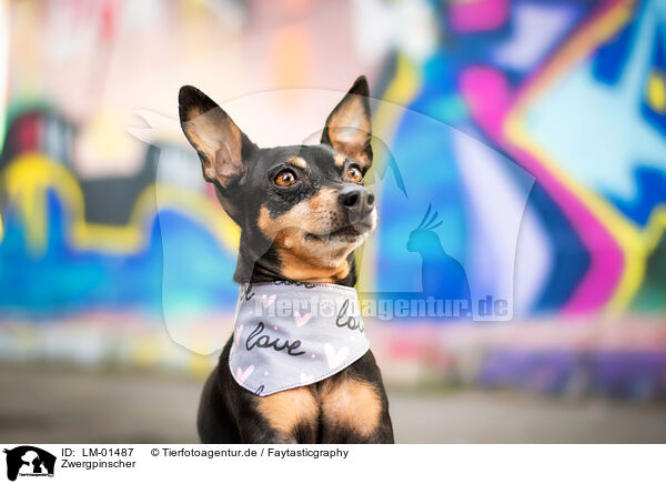 Zwergpinscher / Miniature Pinscher / LM-01487