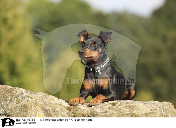 Zwergpinscher / KB-16768