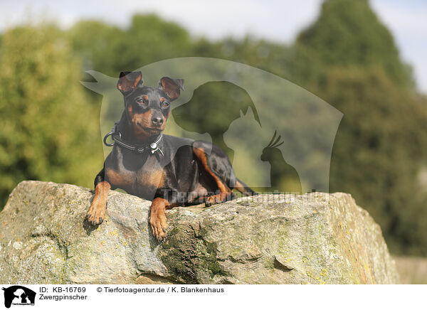 Zwergpinscher / Miniature Pinscher / KB-16769