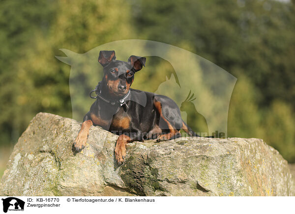 Zwergpinscher / KB-16770