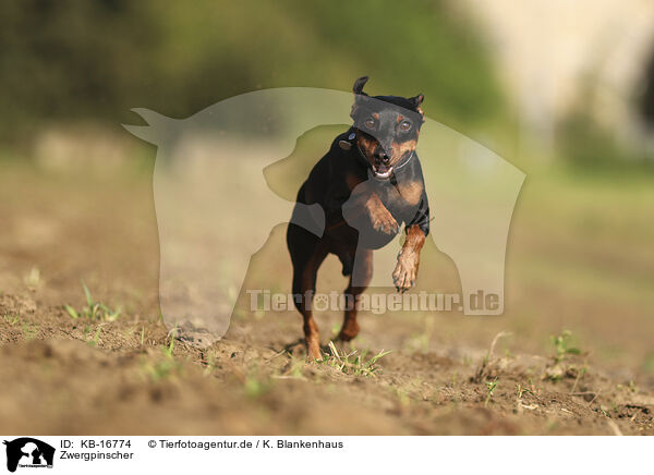 Zwergpinscher / Miniature Pinscher / KB-16774