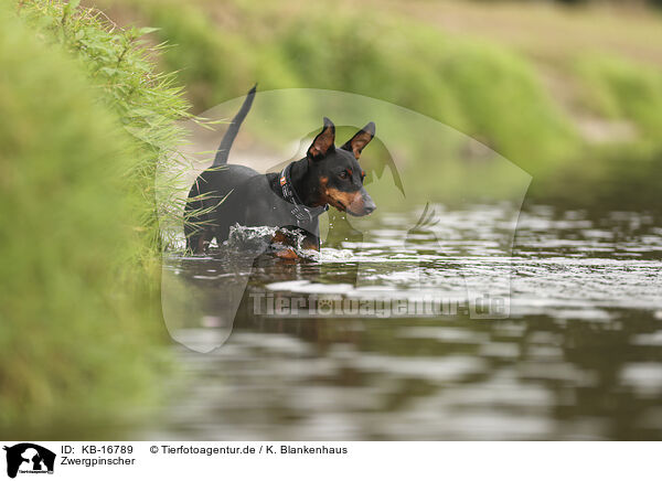 Zwergpinscher / Miniature Pinscher / KB-16789
