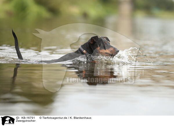 Zwergpinscher / Miniature Pinscher / KB-16791