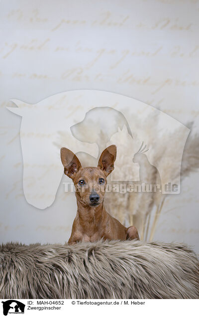Zwergpinscher / MAH-04652