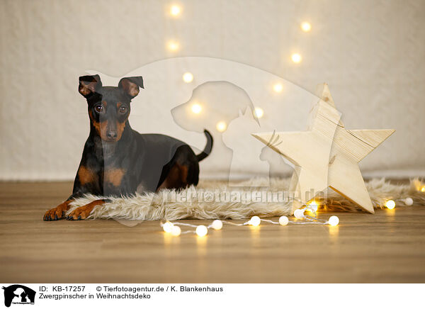 Zwergpinscher in Weihnachtsdeko / Miniature Pinscher in christmas decoration / KB-17257