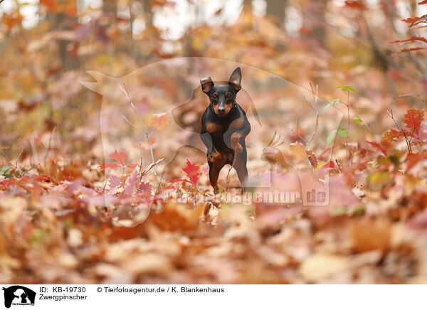 Zwergpinscher / Miniature Pinscher / KB-19730