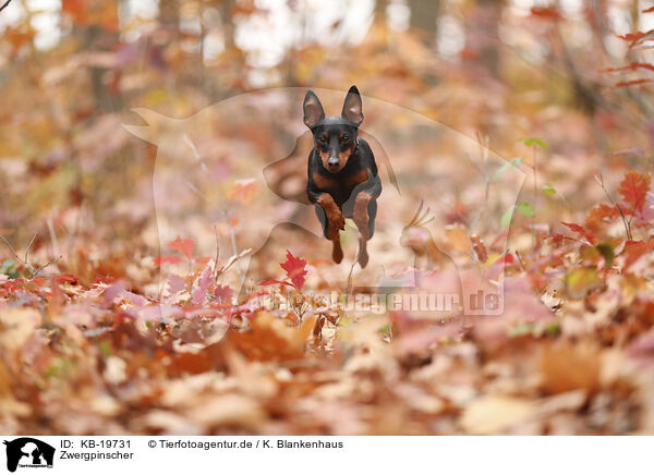 Zwergpinscher / Miniature Pinscher / KB-19731