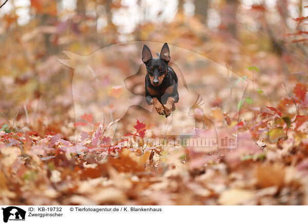 Zwergpinscher / Miniature Pinscher / KB-19732