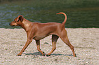 trabender Zwergpinscher