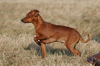 stehender Zwergpinscher