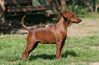 stehender Zwergpinscher