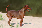 stehender Zwergpinscher