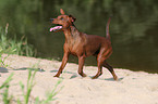 trabender Zwergpinscher