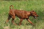 trabender Zwergpinscher