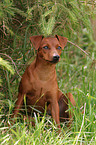 sitzender Zwergpinscher