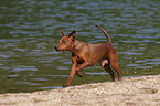 rennender Zwergpinscher