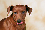 Zwergpinscher Portrait