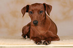 liegender Zwergpinscher