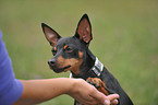 Zwergpinscher gibt Pftchen