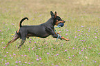 rennender Zwergpinscher