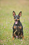 sitzender Zwergpinscher