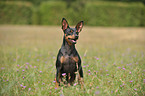 sitzender Zwergpinscher