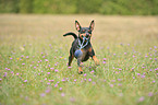 rennender Zwergpinscher