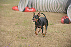 rennender Zwergpinscher