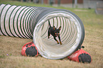 rennender Zwergpinscher