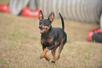 rennender Zwergpinscher