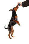 Zwergpinscher