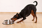 Zwergpinscher mit Futternapf