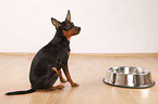 Zwergpinscher mit Futternapf