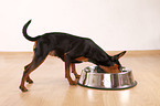 Zwergpinscher mit Futternapf