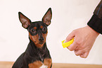 Zwergpinscher mit Clicker