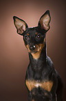 Zwergpinscher Portrait