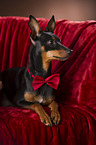 liegender Zwergpinscher