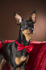 Zwergpinscher Portrait