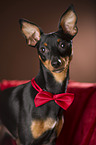 Zwergpinscher Portrait