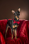 stehender Zwergpinscher