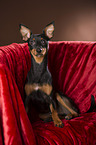 sitzender Zwergpinscher