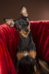 Zwergpinscher Portrait