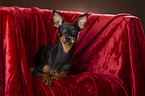 liegender Zwergpinscher