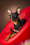 liegender Zwergpinscher