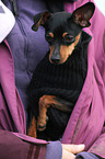 Zwergpinscher