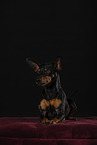 Zwergpinscher