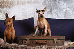 Zwergpinscher